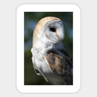 Barn Owl Sticker